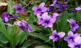 新鲜紫花地丁功效与禁忌 新鲜紫花地丁的功效与作用