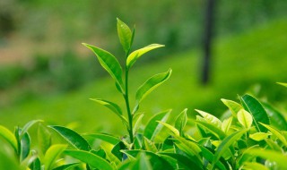 绿茶和玫瑰的功效与作用及禁忌 绿茶和玫瑰的功效与作用