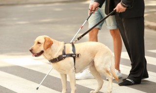 导盲犬是什么犬类 导盲犬是什么狗
