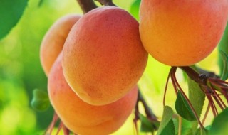 油桃子是什么季节的水果 油桃是啥季节的