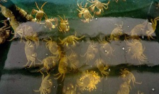 自家怎么养螃蟹 自己家如何养螃蟹