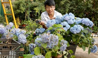 绣球花的养殖方法和注意事项冬季 绣球花的养殖方法和注意事项