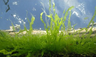 鱼缸里面怎么养绿藻 鱼缸怎么养绿藻出来