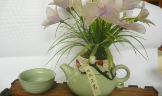 茶壶养什么植物好看 茶壶养什么植物好