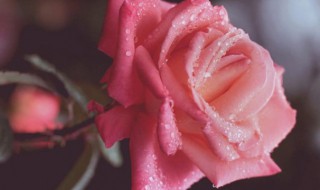 粉色玫瑰花可以放在水中养吗视频 粉色玫瑰花可以放在水中养吗