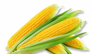 玉米的卡路里是多少 玉米的卡路里是多少千卡
