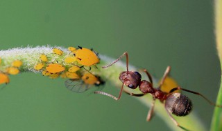 土壤里有蚂蚁种花行不行 土壤里有蚂蚁能种花吗