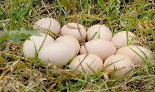 鹅蛋的营养价值及功效和禁忌 鹅蛋的功效与作用禁忌