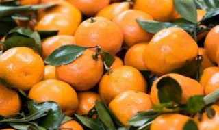金钱橘是什么季节成熟 金钱橘是什么季节成熟的水果