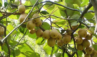 葡萄糖能给果树增甜吗为什么 葡萄糖能给果树增甜吗