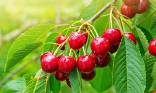 樱桃的作用和功效 维生素c针叶樱桃的作用和功效