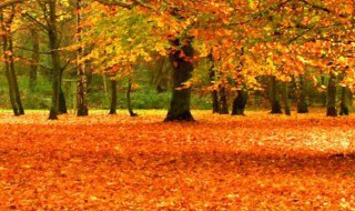 秋天落叶的拍摄方法 秋天的落叶怎么拍才惊艳