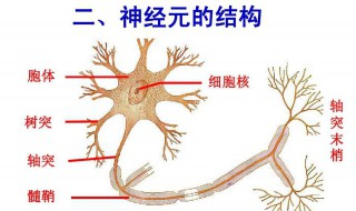 神经元的结构组成概念图 神经元的结构组成