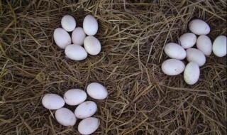 非洲雁蛋怎么吃有营养 非洲雁蛋的功效与作用是什么