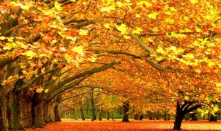 秋天的特点有哪些优美句子 秋天的特点