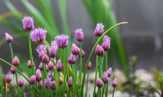 常见的紫色花有哪些 紫色的花都有哪些花