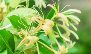 金银花的花朵为了什么会变色（金银花朵金银花的花朵为了什么会变色）