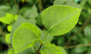 丁香花怎么养殖 丁香花怎么养殖呵护