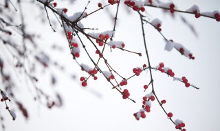 二十四节气小雪的祝福 二十四节气小雪的祝福语