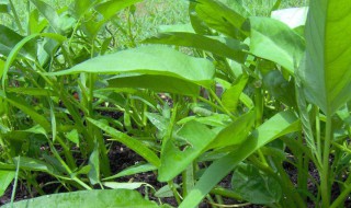 蕹菜的种植方法和技巧 蕹菜种植技术和时间