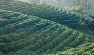 世界三大产茶区 世界三大茶叶产地