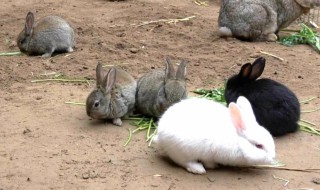 如何养兔子适合农村（农村家养兔子）