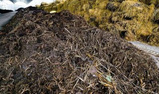 草木灰怎么用于施肥 草木灰用量多了会烧根吗