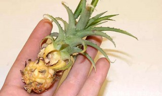菠萝种花盆用什么土好 菠萝盆栽用什么土壤