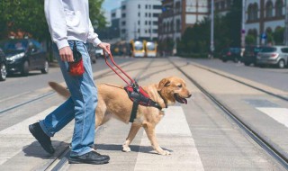 导盲犬可不可以上公交车 导盲犬可以坐公共交通吗