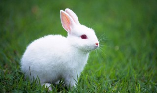 家里的小兔子养几个月才成年? 小兔子养多久成年