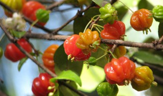 红果仔的种植与养护 红果仔的养殖方法