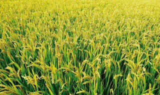 水稻种植时间是夏季还是冬季 水稻种植时间