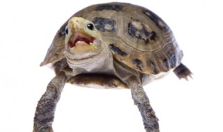 乌龟为什么一直张嘴巴不动 乌龟为什么一直张嘴巴