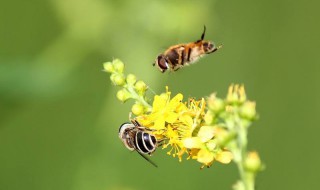 昆虫记中泥蜂吃什么 昆虫记中泥蜂吃什么东西