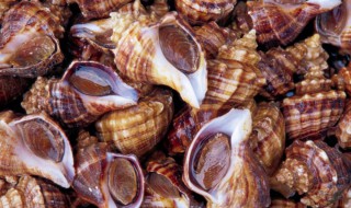 贝类的壳有什么作用 贝类的壳怎么处理