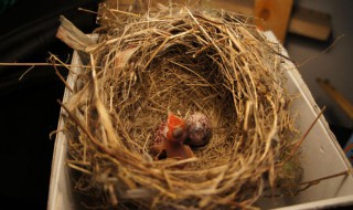 刚出生的小鸟怎么喂养方法 刚出生的小鸟怎么喂养
