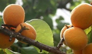 杏子怎么种植盆栽 杏子怎么种