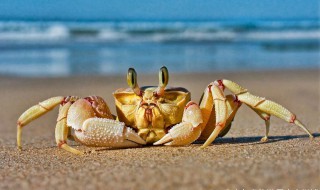 螃蟹为什么断臂 螃蟹为什么断臂而死