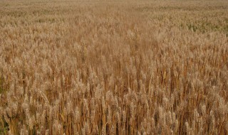 小麦何时在中国开始种植 小麦什么时候开始在中国种植