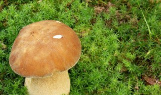 海蘑菇是什么植物类群 海蘑菇是什么植物