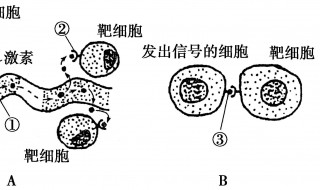 靶细胞是什么调节形成的 靶细胞是什么调节