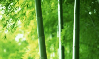 竹磨什么时候生长 打磨竹子
