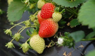 草莓真菌病害用什么药 草莓真菌病害怎么办