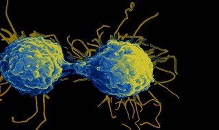 参与细胞免疫的细胞是什么细胞 参与细胞免疫的是哪两种细胞