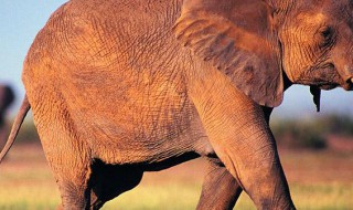大象一般怀孕多久生下宝宝 大象一般怀孕多久才能生下一个象宝宝