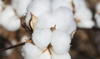 棉的种类有哪些 棉都有哪些种类