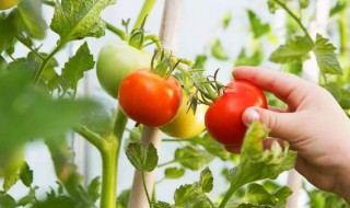 西红柿种植方法和时间 西红柿浇水的正确方法