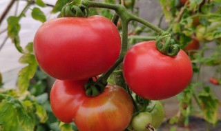 西红柿和什么搭配好 西红柿和什么搭配好消化