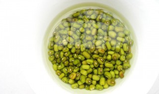 在家里怎么养绿豆 在家里怎么养绿豆牙
