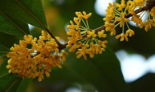 北方庭院里适合种哪种桂花树 北方适合栽哪种桂花树